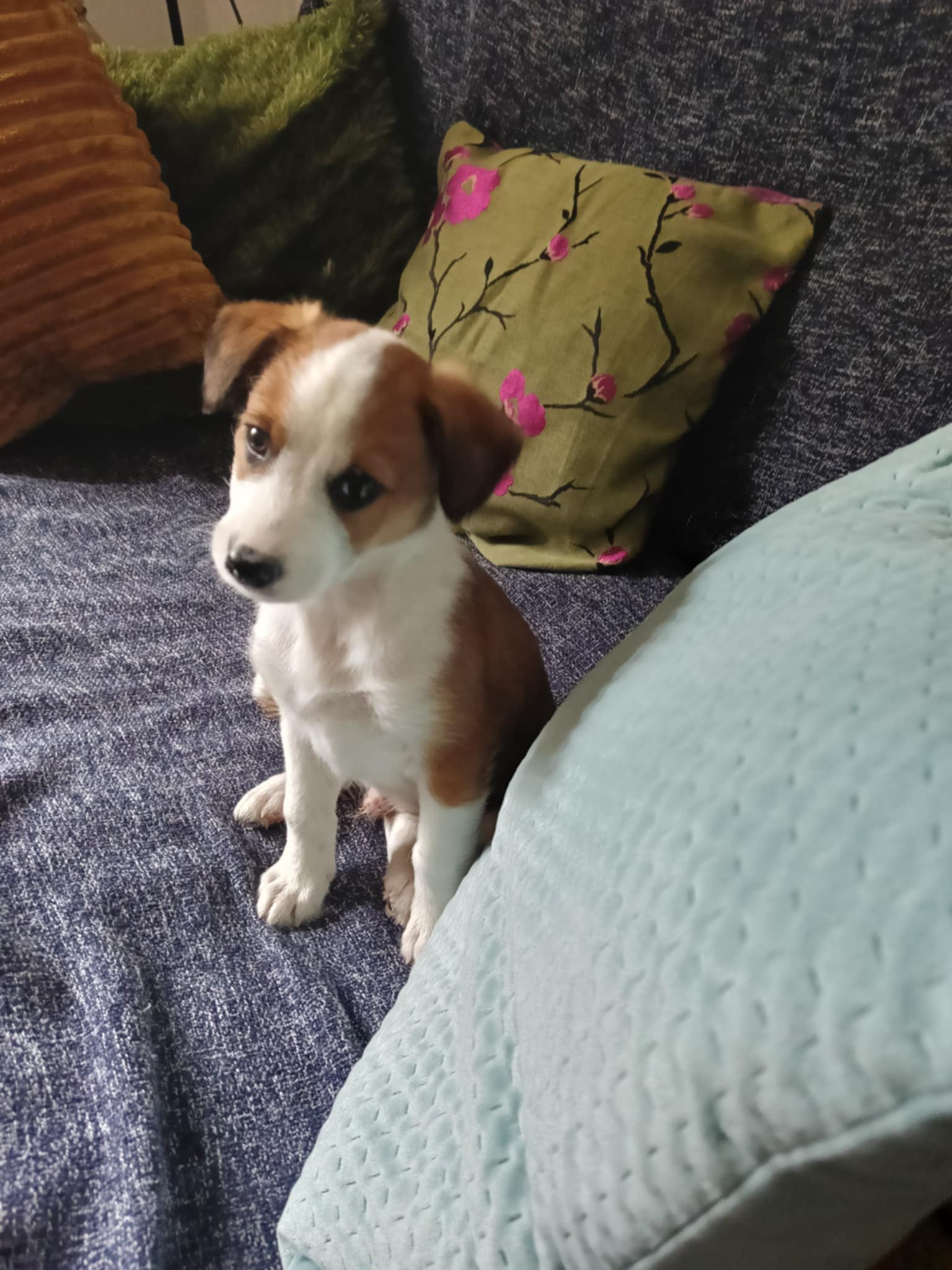 Cezar
